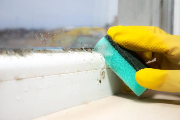 Mold Testing and Removal in Debary, FL