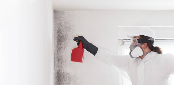 Best Professional Mold Removal  in Debary, FL