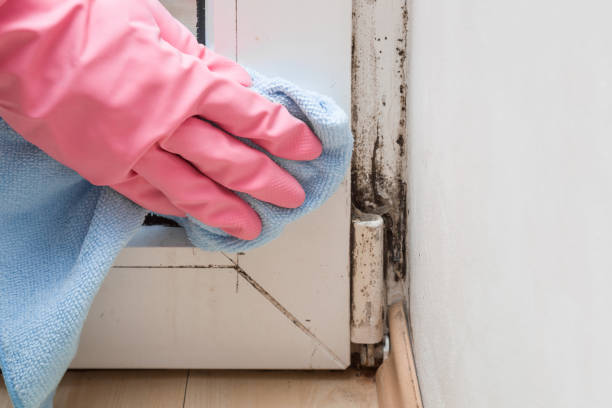 Best Local Mold Removal Service  in Debary, FL